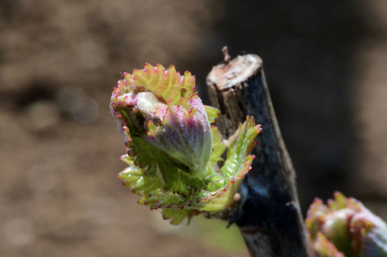 Vignoble Macro 4-Feuilles sorties 0070